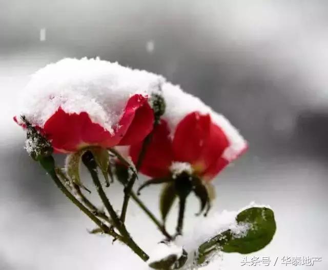 咸阳西华泰小区,咸阳西华泰