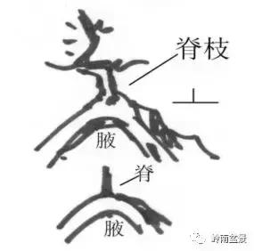 盆景造型中，脊枝、腋枝要如何改造利用才会变成优美的造型枝