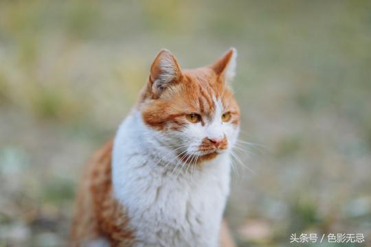 新佳能人像镜皇,佳能85mm镜皇评测