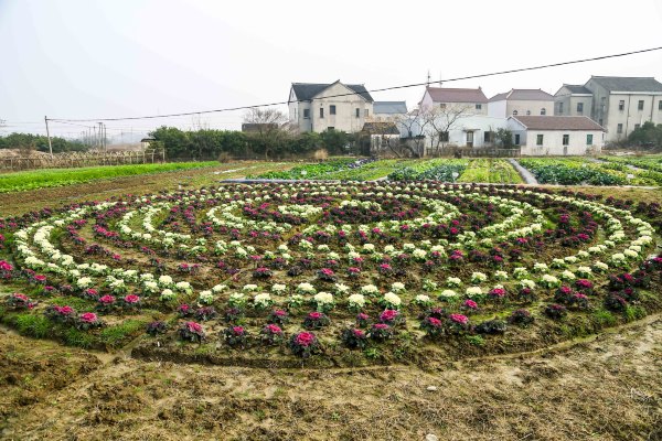 只有一亩地的农场,草莓种植基地采摘园