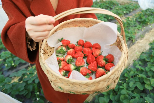 只有一亩地的农场,草莓种植基地采摘园