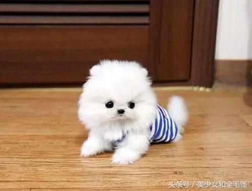 博美犬的正确护理方法,博美健康科普