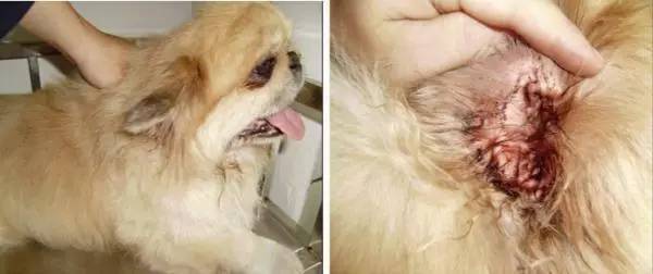 天天和猫咪相处会得病吗,猫狗最怕的三件事