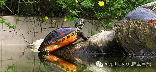 最合适的水环境,半水龟环境布置