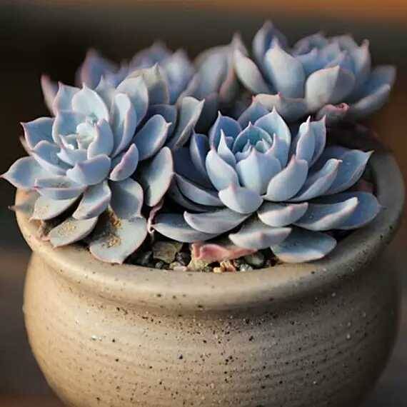 出锦的多肉叶插还会出锦吗,多肉出锦水培会退锦吗