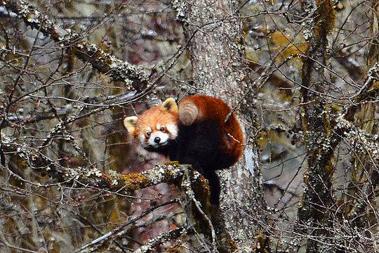 走雅康高速去康定不经过折多山吗,雅康高速喇叭河实时路况
