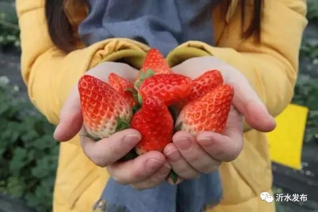 沂水妙香草莓,沂水草莓采摘园