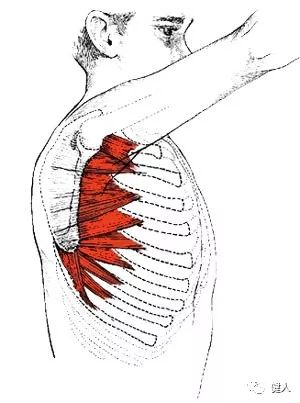 最该看的肩部肌肉图解,最容易被忽视的一块肩部肌肉