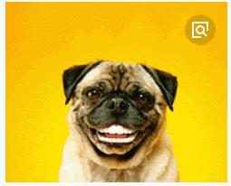 为啥两三百的lv仿的也挺真,狗年大牌限定款来袭