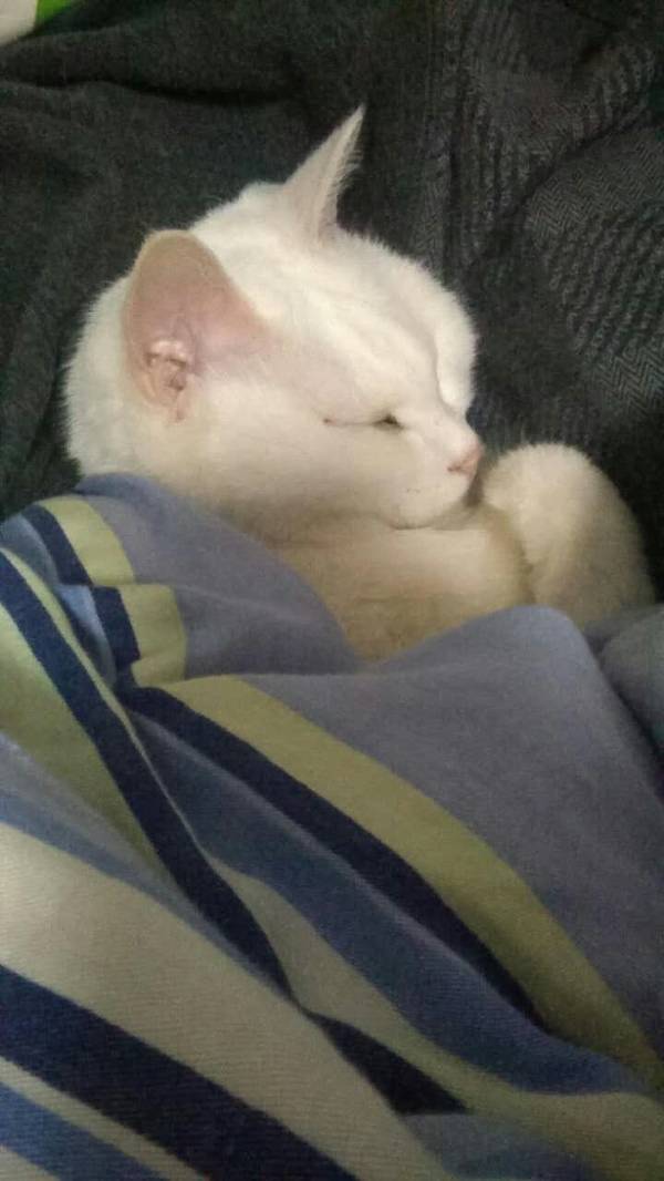 沉浸式养猫体验,养猫是一种什么体验