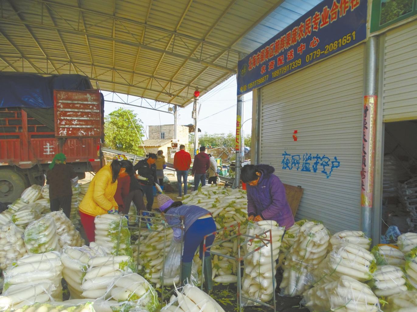农业种植致富项目萝卜,发展产业带动村强民富