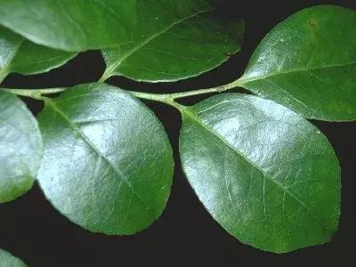 南烛盆景扦插,南烛景观树