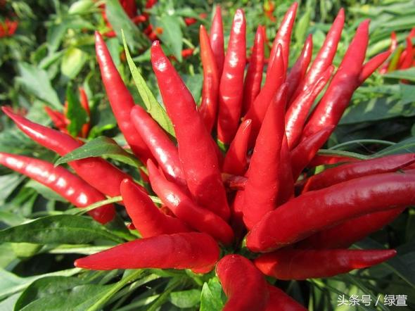 邵阳南山牧场特产奶制品有哪些,湖南邵阳十大特产美食