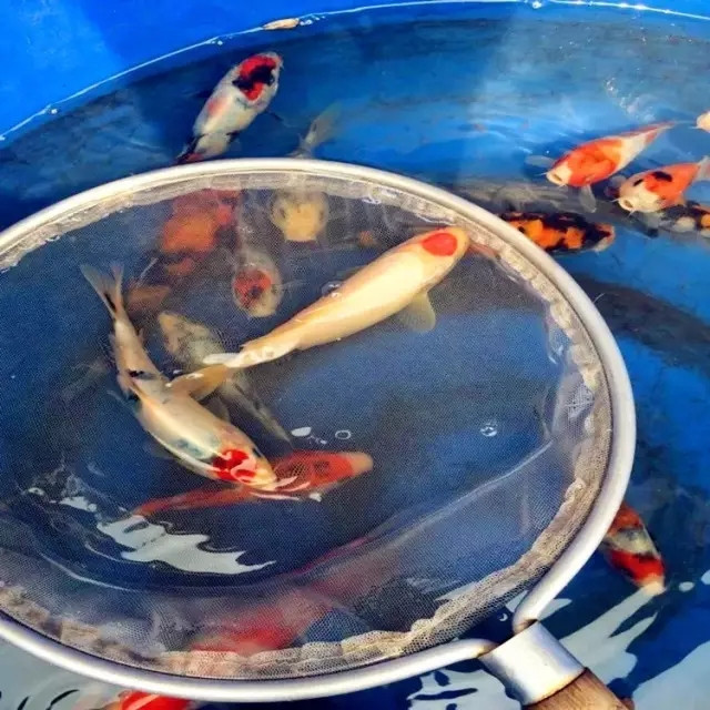 锦鲤从孵化到成长全过程,锦鲤甩籽自己可以孵化吗