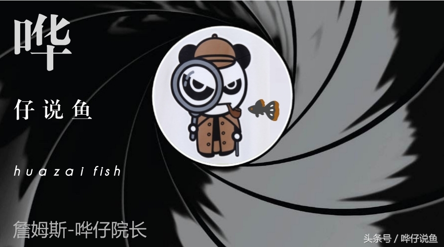 一个娇妻，一双儿女，一缸名贵龙鱼，这才是80后男人应该过的生活