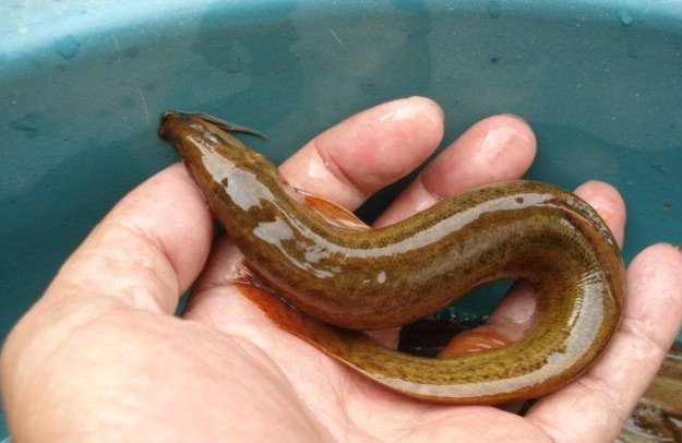 又是一年进补季，会吃好食材之泥鳅醒酒神器