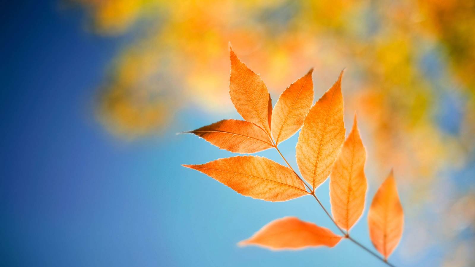 如何战胜自己的恐惧心理,怎么战胜自己焦虑恐惧心理