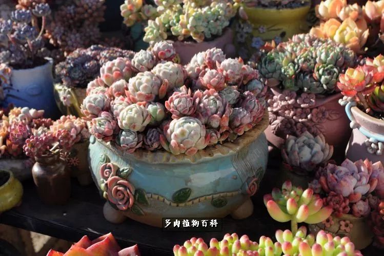 自己做多肉花盆，美肉美盆让阳台更加色彩！