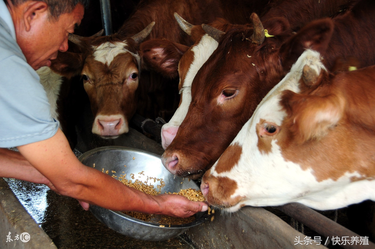 养牛多长时间见效益，养牛小白你知道吗？