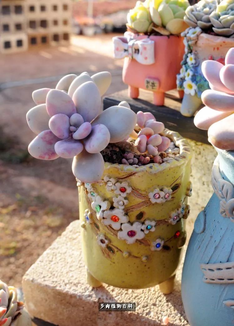 自己做多肉花盆，美肉美盆让阳台更加色彩！