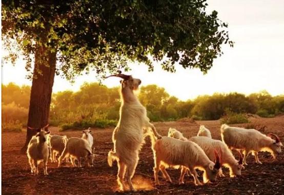 阿拉善盟白山羊羊苗,延安乌骨羊养殖