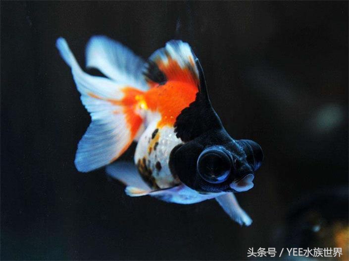 冬天金鱼趴缸怎么处理,室外鱼池养金鱼冬天会冻死吗