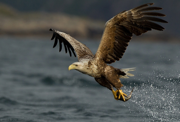 “鹰爸”雪地裸训幼儿，如何看待“鹰试教育”和“鸡仔教育”？