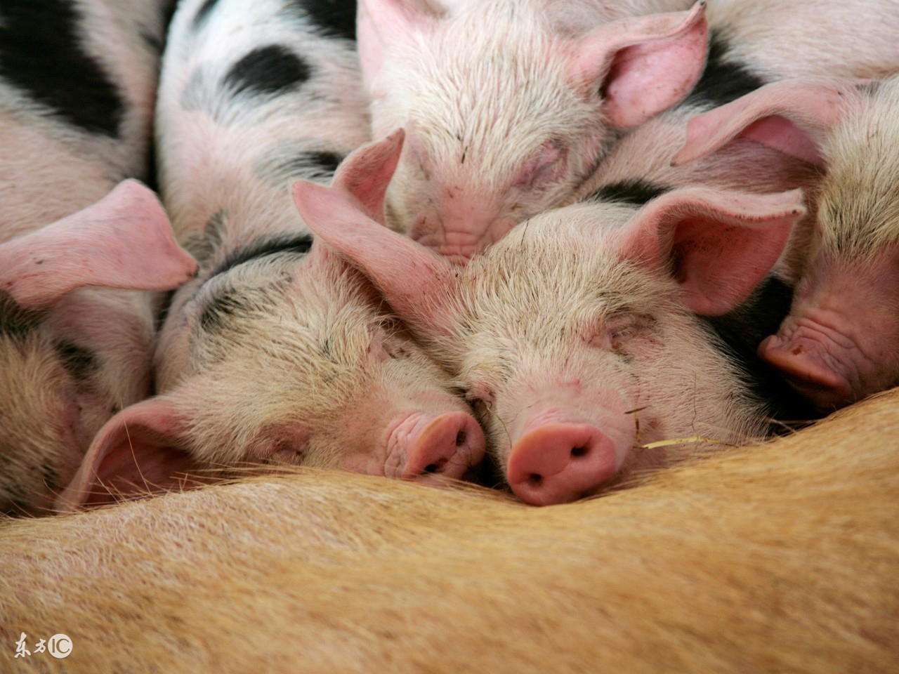 仔猪不吃食消瘦怎么办,仔猪消化不好