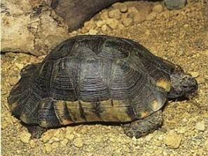 新手养龟陆龟推荐,养陆龟知识大全