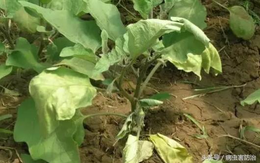 茄子黄萎病症状与治疗,茄子黄萎病乙酸铜治疗效果怎么样