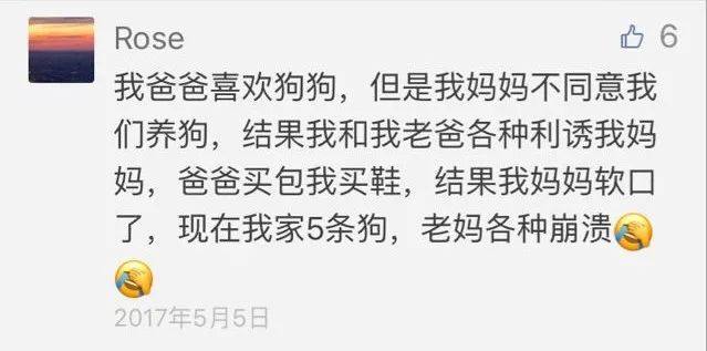 为什么家长不让孩子养宠物,宠物爸妈不让养怎么办