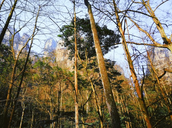 神奇美丽的张家界,张家界大自然仙境长视频