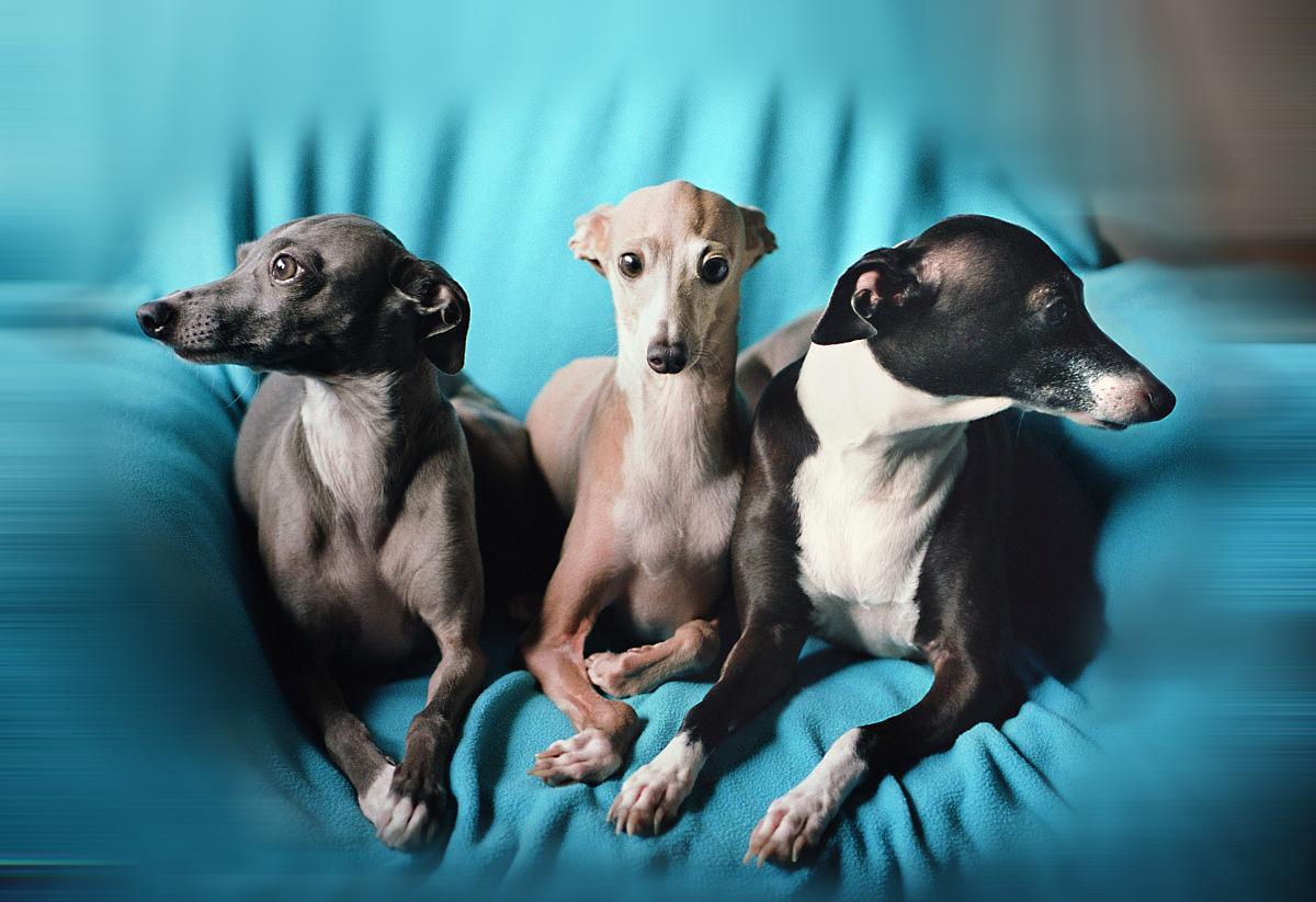 意大利犬种有哪些,意大利有什么犬种