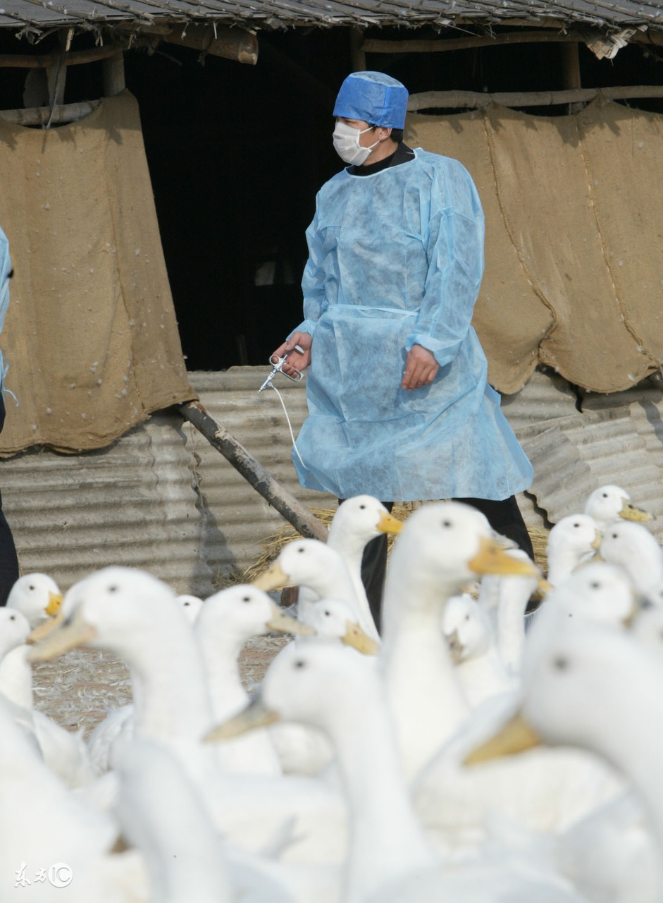 鸭子感染金黄色葡萄球菌,雏鸡得了葡萄球菌怎么治