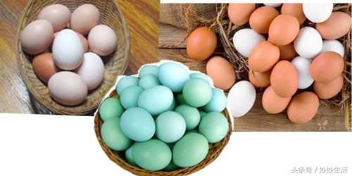 粉壳蛋好还是红壳蛋好,粉壳鸡蛋与普通鸡蛋的区别