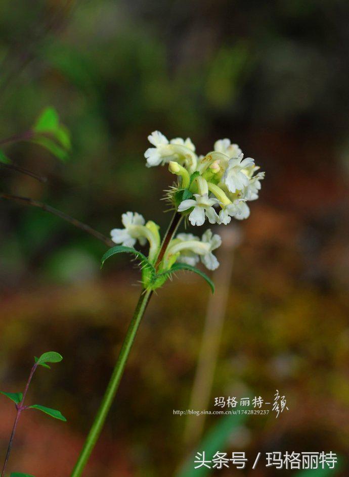 植物笔记解读视频,植物笔记关于花
