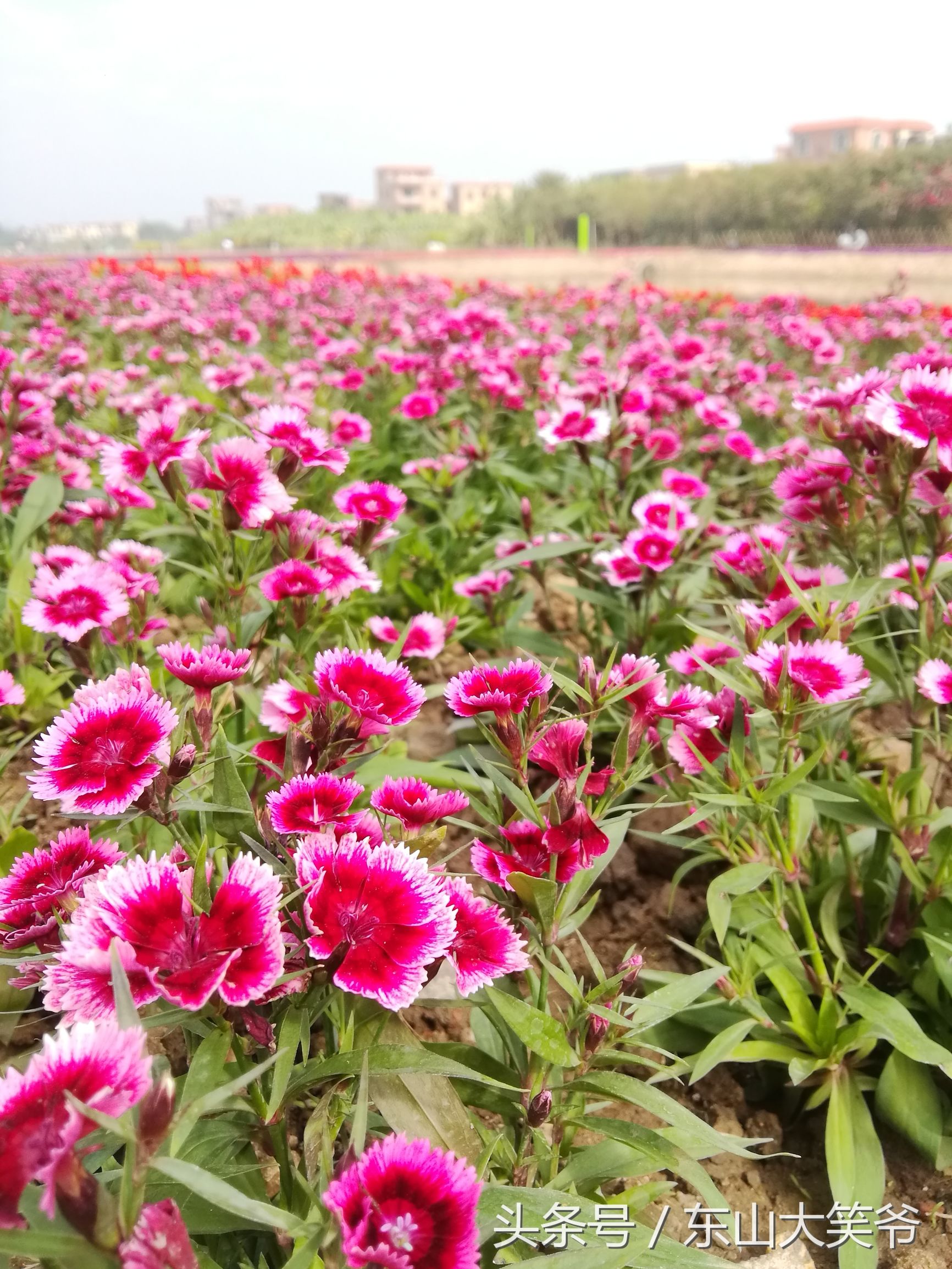 南沙东涌花海,南沙东涌镇风景绝美的地方