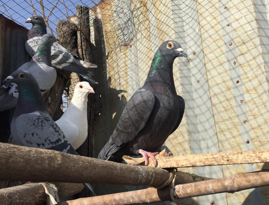 鸽子老是用嘴挠羽毛,鸽子老是伸脖子张嘴