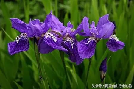 家里盆栽有这几样的赶紧扔掉,盆栽哪些绿植有毒性大