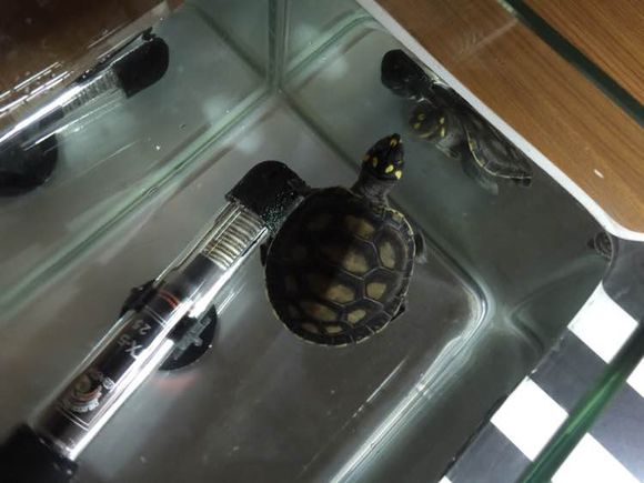 新手饲养水龟入门,饲养黄喉拟水龟需要什么手续