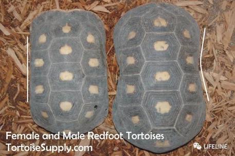 红腿陆龟的养殖方法,红腿陆龟应该怎么养