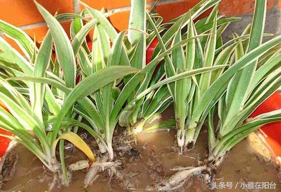 油画吊兰水培长根后怎么换土培,水培金边吊兰长根后转土培的方法