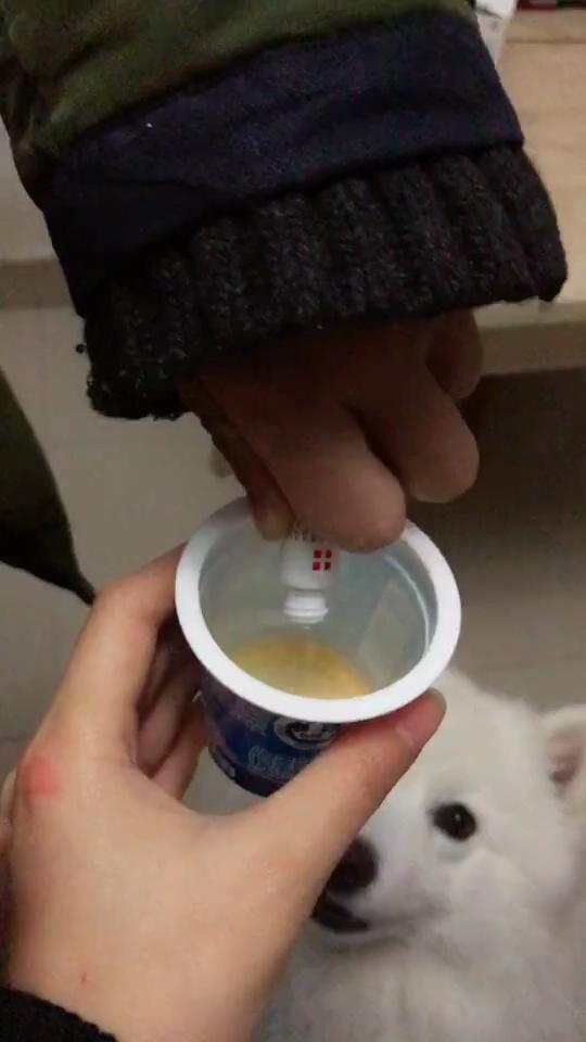 狗狗喂药好难喂怎么喂才好,如何正确给狗狗喂液体药