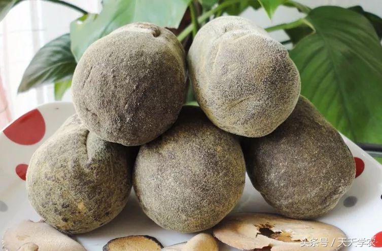 广西沃柑和象山红美人,柑橘品种大全绿柑