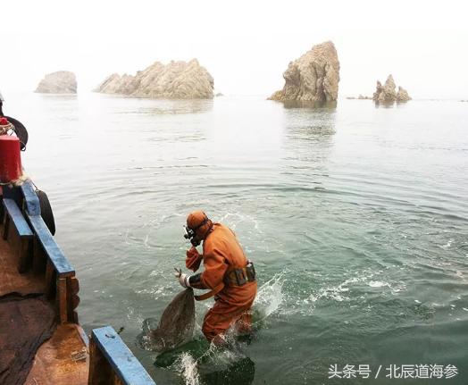大连淡干海参多少一斤,九年淡干海参一斤有几头