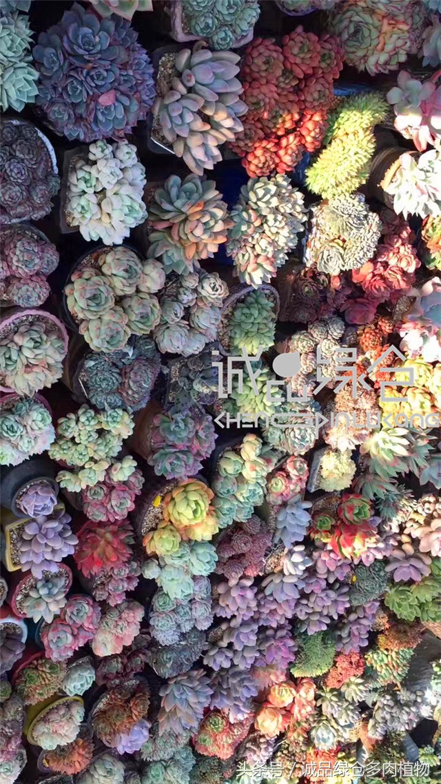 美爆了的韩国多肉植物大棚