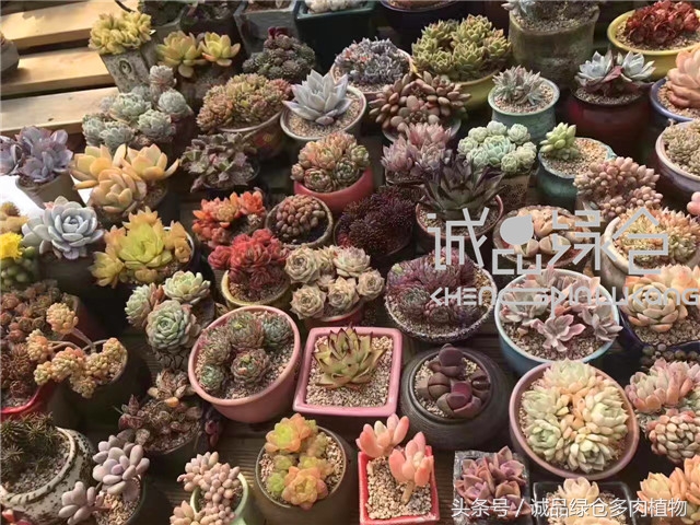 美爆了的韩国多肉植物大棚