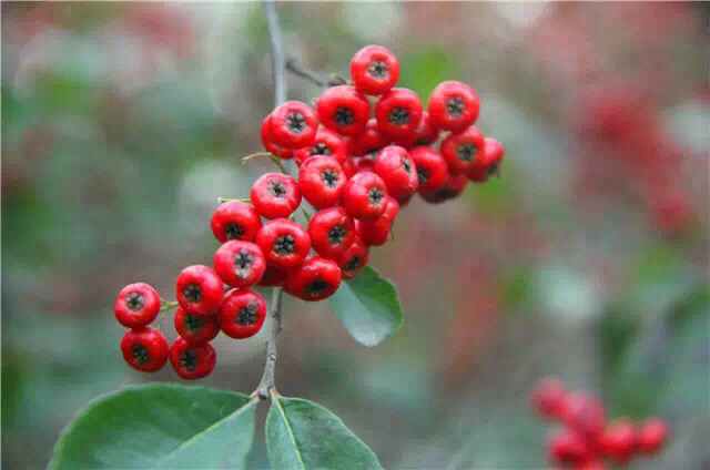 救命粮火棘果做酒怎么做,救命粮火棘果能做什么