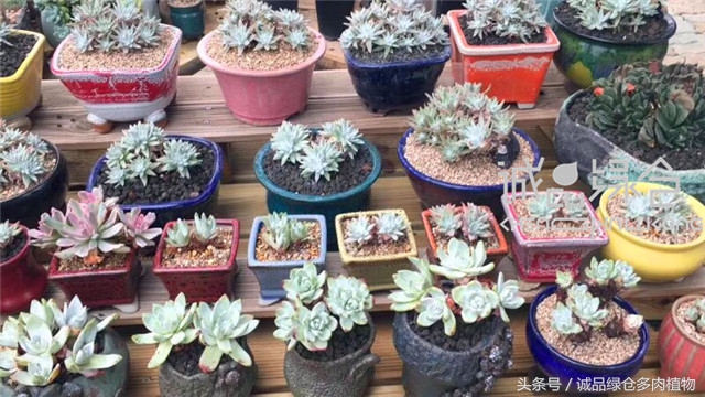 美爆了的韩国多肉植物大棚