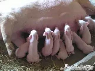 猪得了关节炎疼痛解决最好办法,猪关节炎型链球菌病怎样治疗最好